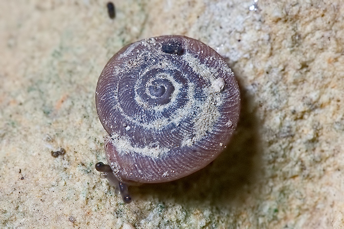 Pleurodiscus balmei ? No Caracollina lenticula